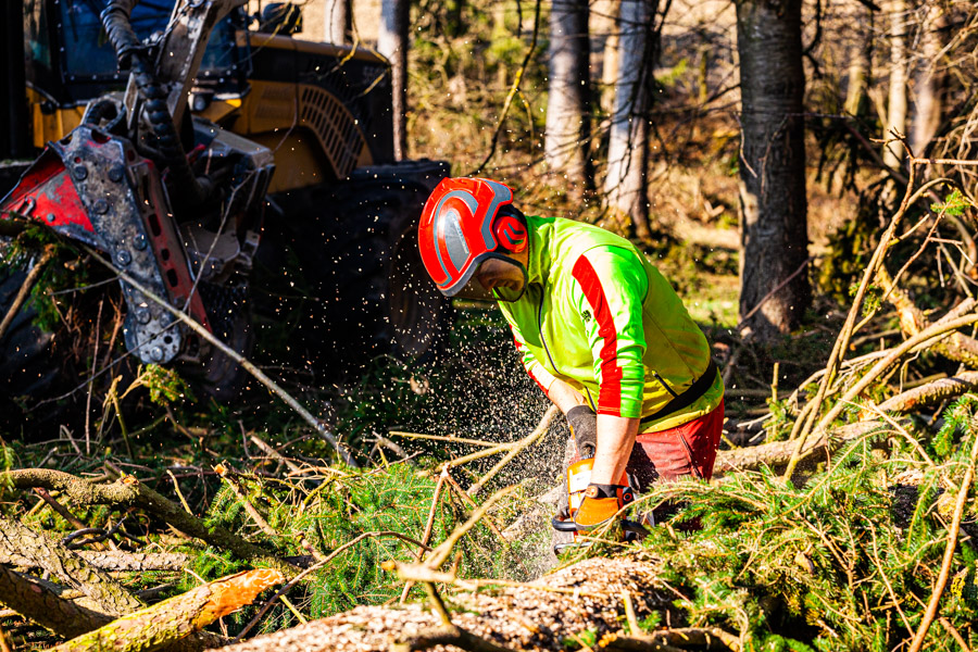 Waldarbeiter beim Holzarbeiten